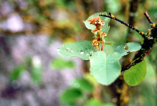 Dew kissed leaf