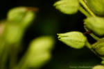 Green by cloudsonclearsky
