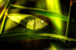 After the Rain by cloudsonclearsky