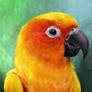 Apollo portrait