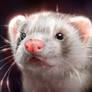 Bambam the ferret