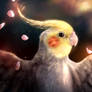 Chicken the cockatiel