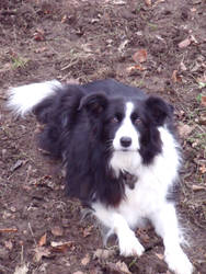 Autumn Collie