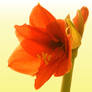 amaryllis 1a