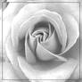 rose bw 684