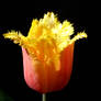 Tulip 78