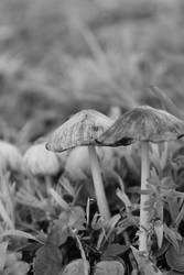 mono mushies