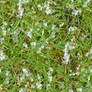 Hail on Grass Seamless Texture