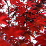 Japanese Maple