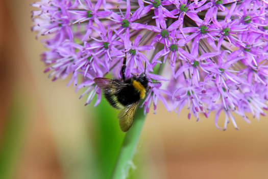 Alliums