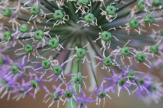 Alliums