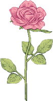 Pixel rose