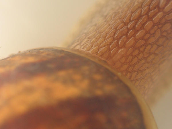 Snail Neck Snail Neck 1 by spicyhippy on DeviantArt