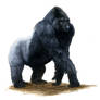 Gorilla