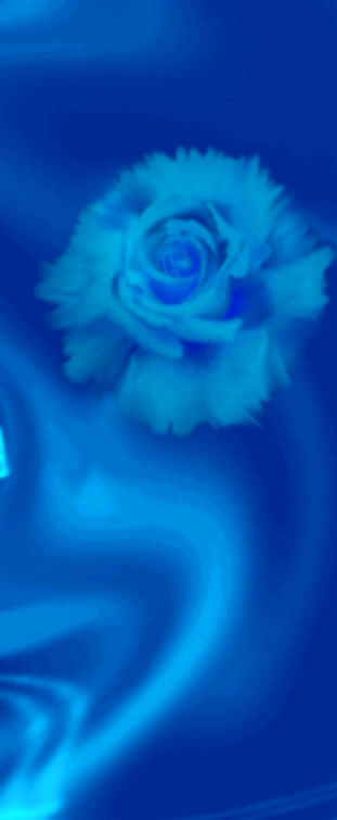 Blue Rose Banner by dadster on DeviantArt
