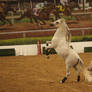Arabian Horse 03