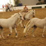 Arabian Horses 27