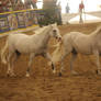 Arabian Horses 28