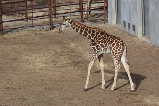 Giraffe 30