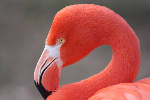 Flamingo 02