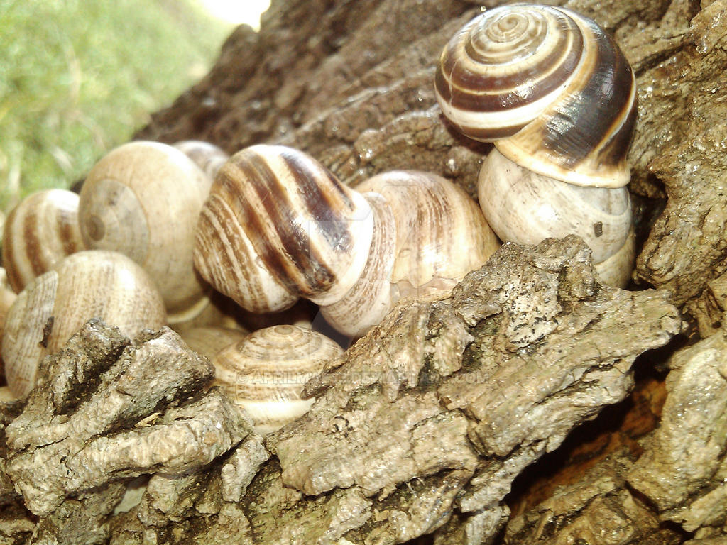 snail stump by aprilmae33 on DeviantArt