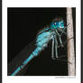 Azure Damselfly