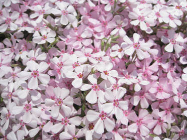 pink blossoms