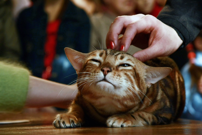 bengal cat