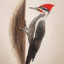 Mom's Woodpecker