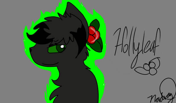 Hollyleaf *oldish??*