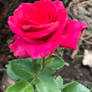 Red-Pink Rose