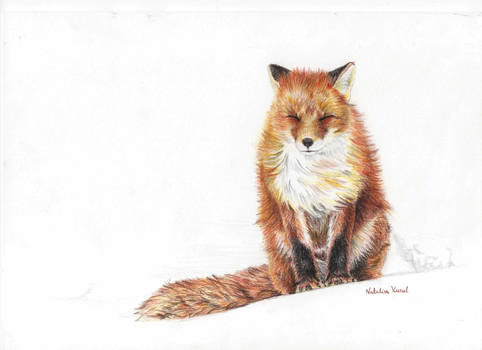 Fox