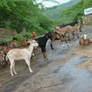 MANY GOATS at the montecano