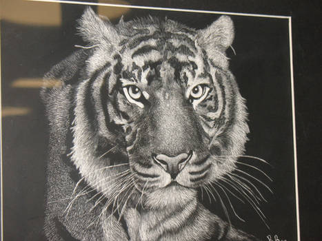 Tigress Scratch Art