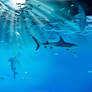 Reef Sharks