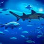 Sand Tiger Shark - King of Fish