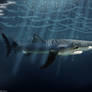 A Blue Shark In The Dark Waters Of The Ocean