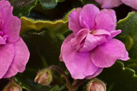 African violet