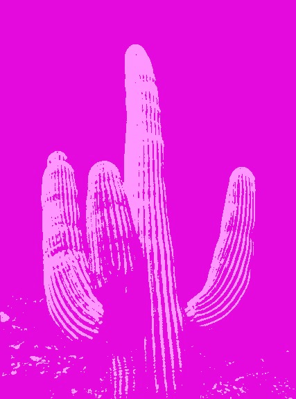 Pink Cactus