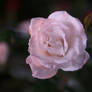 White Rose