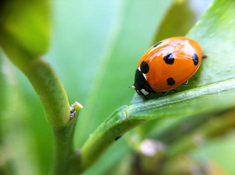 ladybug