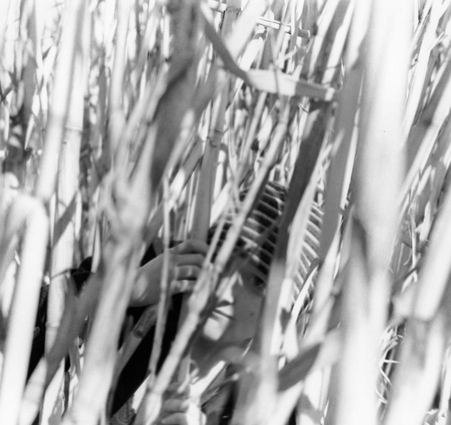 Among The Reeds Among The Reeds by flower-in-the-light on DeviantArt