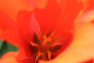 Inside a flower