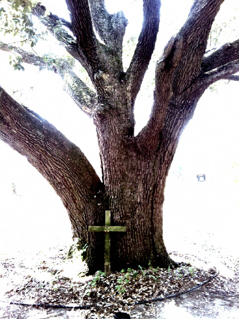Tree Vs Cross The Tree and The Cross by LeeLeeKelly on DeviantArt