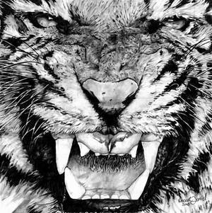 The Tiger's Anger