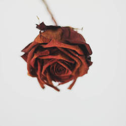 rose my dear