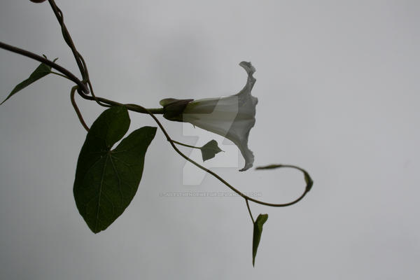 White Flower vs. the Sky