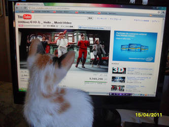 My cat likes SHINee