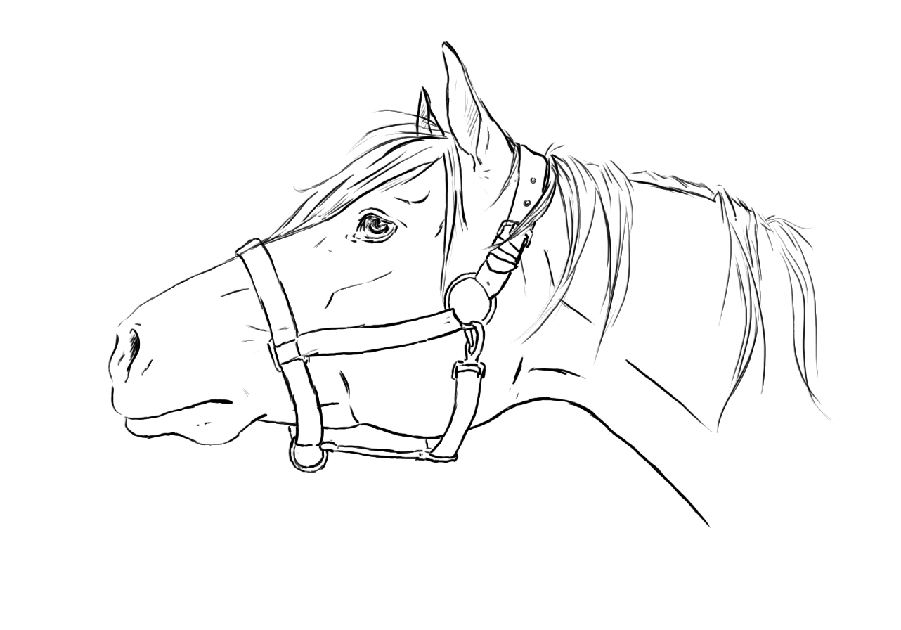 Horse head lineart