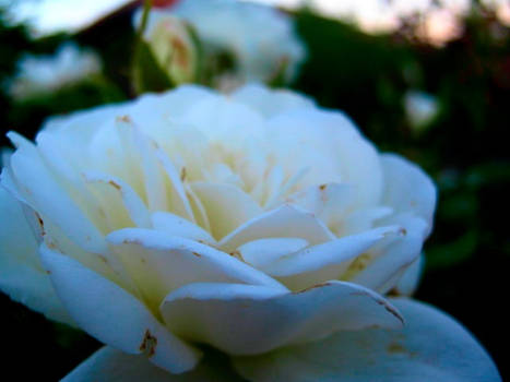 A White Rose